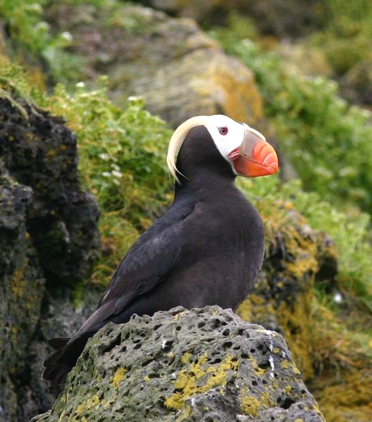 Puffin